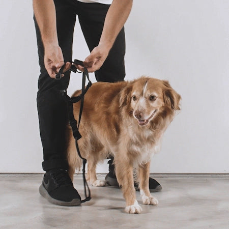 702617 ELLA H-HARNESS L エラ Hハーネス L – zee.dog Japan