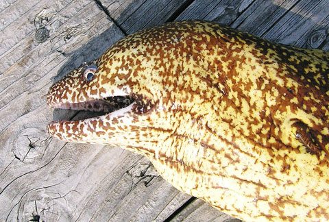 ウツボ(2005.06.24) - WEB魚図鑑