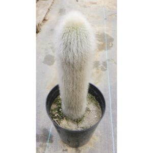 吹雪柱 | 希少植物の販売 アグラオネマ専門販売店 『アグラオネマ本舗』