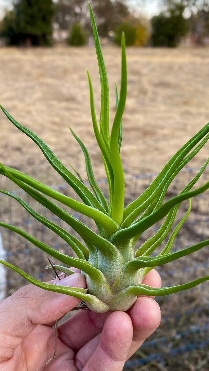 コレクターズスペシャル(2018/11/23更新) – Air Plant Hub