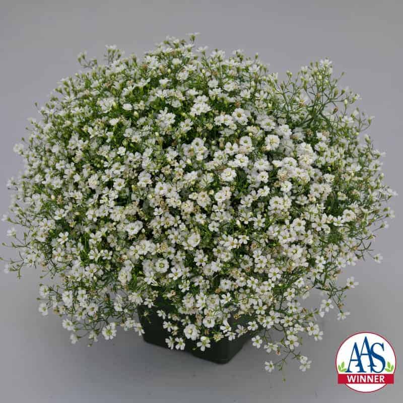 Gypsophila Gypsy White Improved