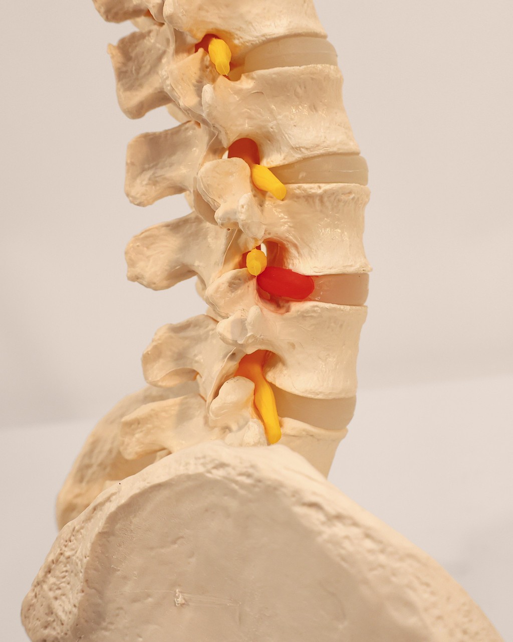 Axis Scientific Life-Size Human Spine with Complete Vertebrae
