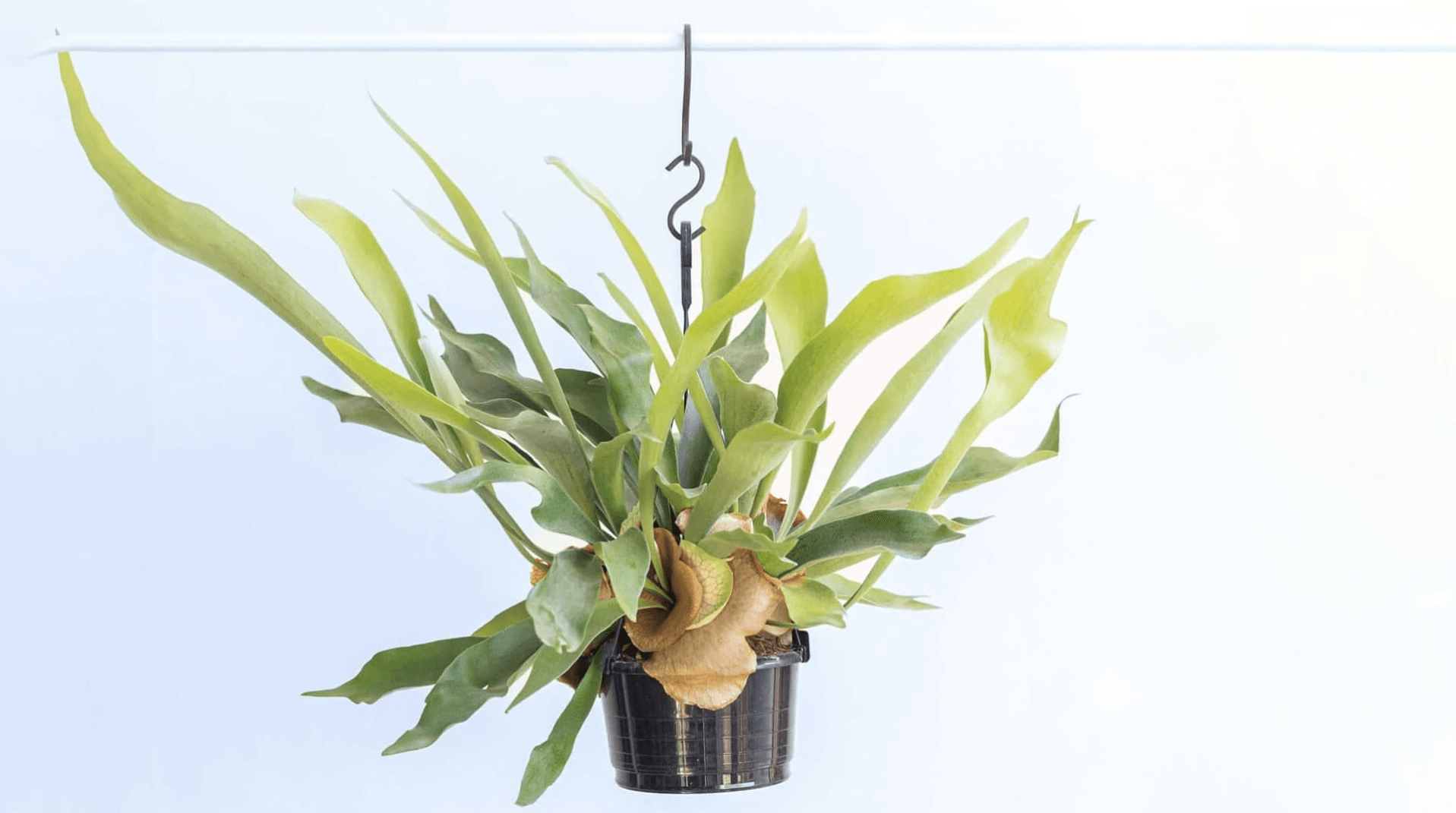 ビカクシダ・ネザーランドの育て方 | 観葉植物の通販 AND PLANTS
