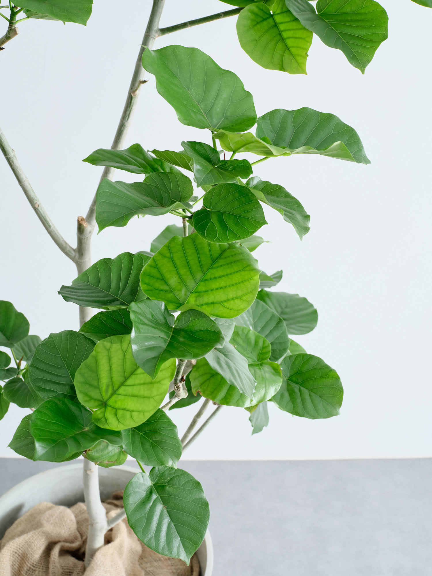 フィカス・ウンベラータ XL | 観葉植物の通販 AND PLANTS (アンドプランツ)