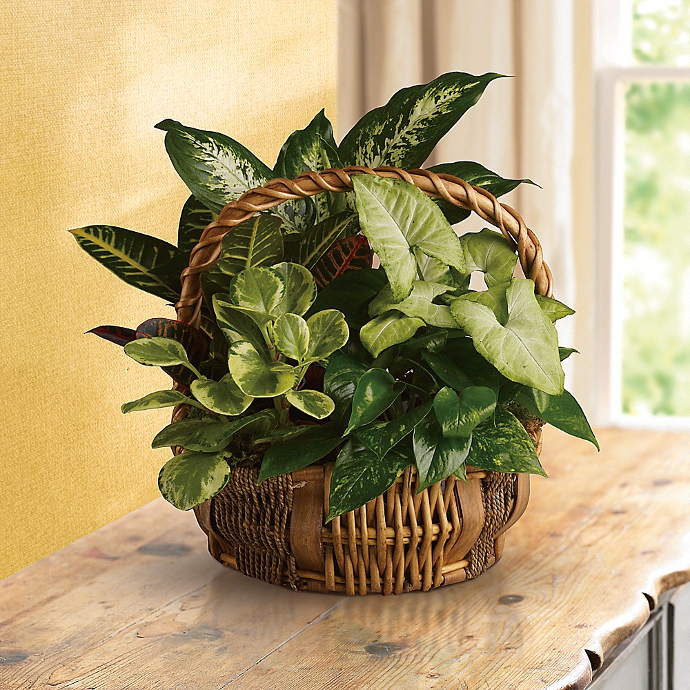 Emerald Garden Basket - T106-1A in Garden Grove CA - Garden Grove