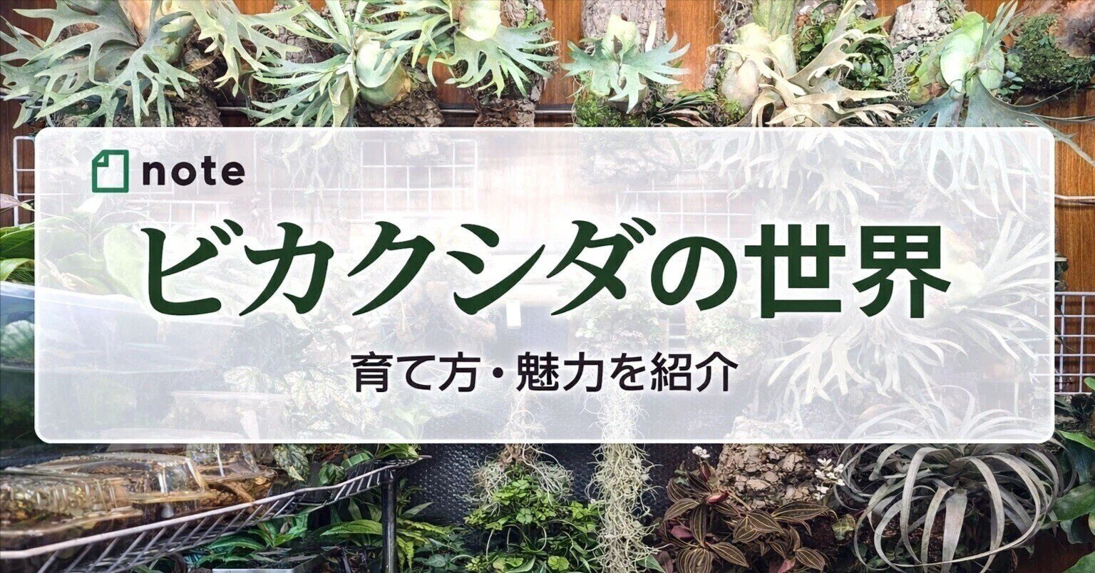 ビカクシダ・ビフルカツム 変異個体 “コモチ”｜ポチョムキン卿