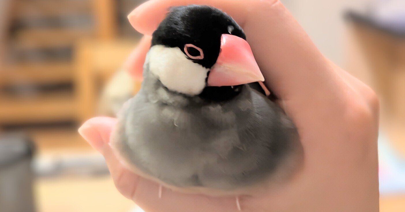 鳥フェス初参戦と、鳥グッズ豊富な300円ショップ🐤✨️おまけグルメ