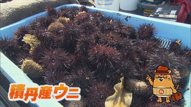 ごはんが見えない…！夏の絶品ウニ丼にIMP.佐藤 新くんが「生きていて