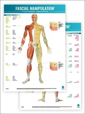 FASCIAL MANIPULATION® Superficial fascia and systems - Practical