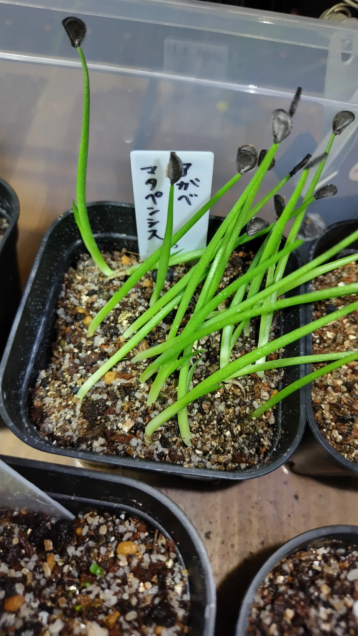 種子] アガベ シュリベイマタペンシス Agave shrevei ssp. matapensis