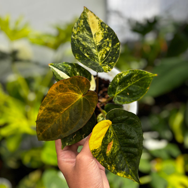 Anthurium Ace of Spades Variegated – Aroid Market
