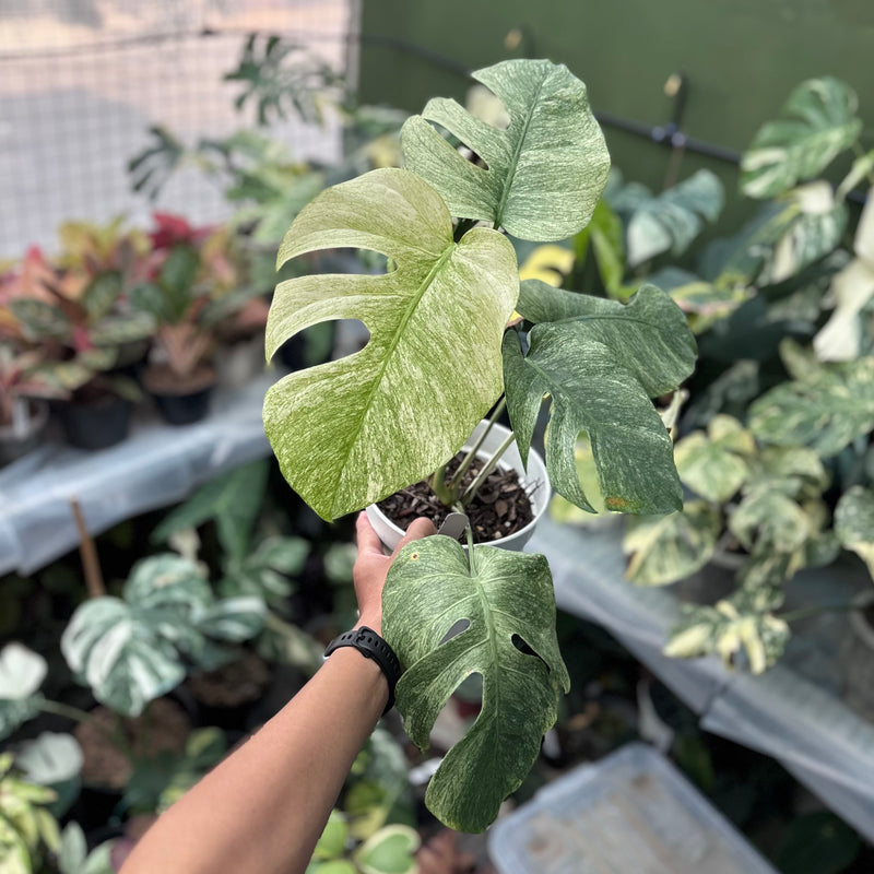 Monstera white mint – Aroid Market