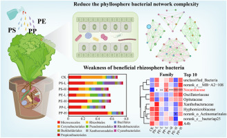 Foliar exposure to microplastics disrupts lettuce metabolism and