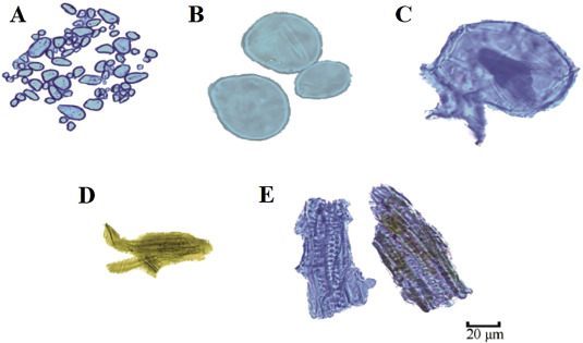 The research progresses and future prospects of Tetrastigma