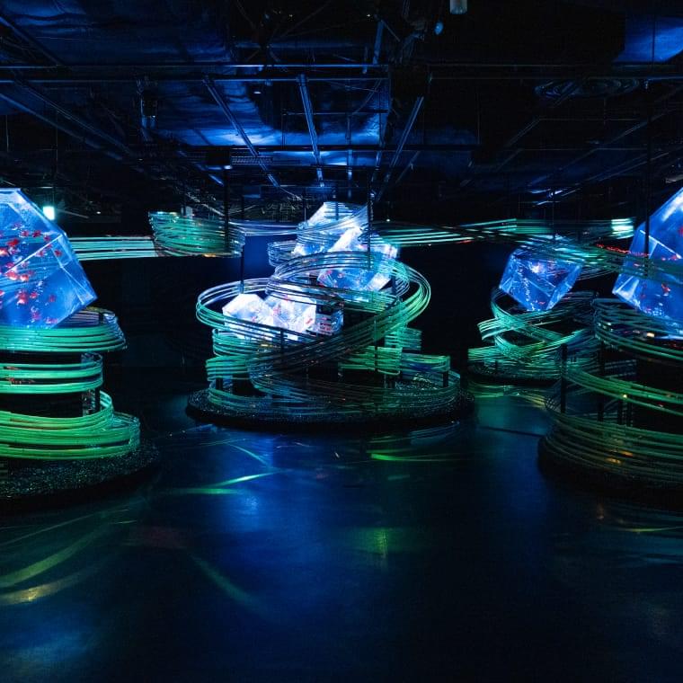 アートアクアリウム | ART AQUARIUM