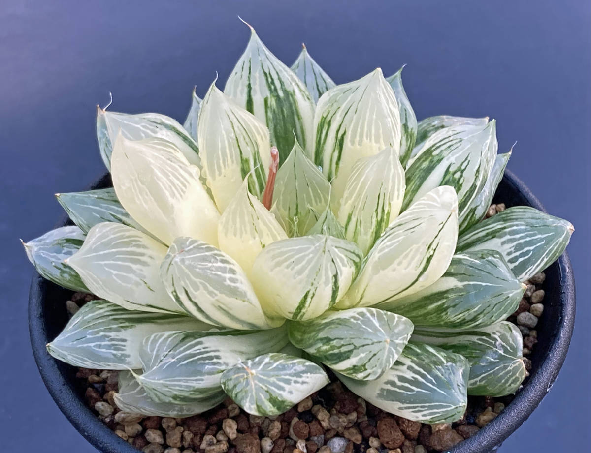 Yahoo!オークション - 多肉植物 ハオルチア 青蛇伝 （白蛇伝の縞斑タ