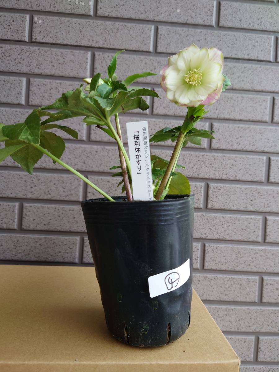 Yahoo!オークション - クリスマスローズ「桜利休かすり」開花株 ④ 【