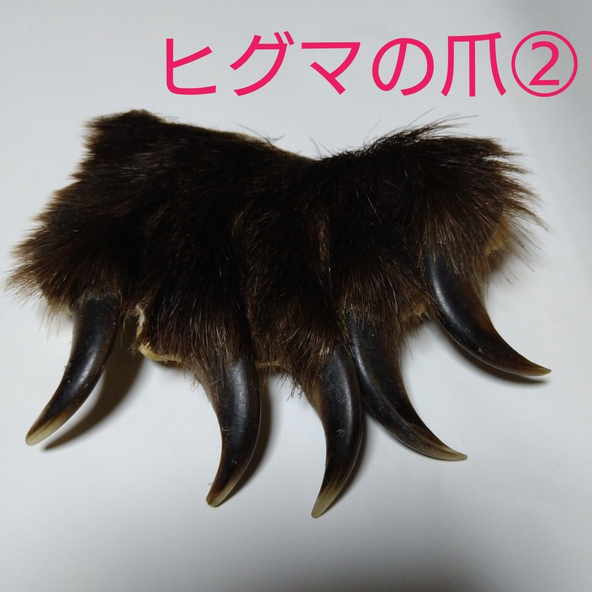 大きめ 熊の爪 皮毛付き ②｜Yahoo!フリマ（旧PayPayフリマ）