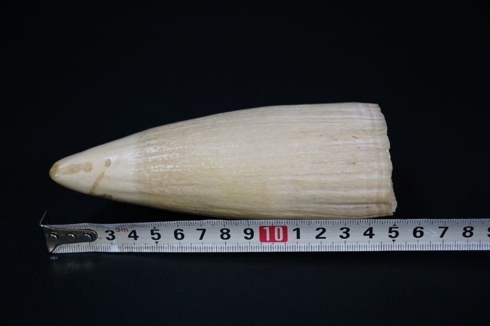 c967 マッコウクジラ鯨牙歯[長さ15cm/重350.7g] 抹香鯨牙-其他–日本