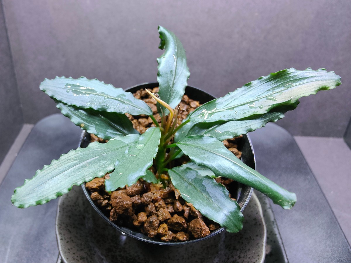 Yahoo!オークション - Bucephalandra sp.”Aurora” KN便 水上葉 1株