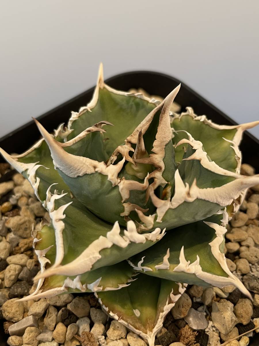Agave IVORY W.A4 子株 発根済 訳アリ格安注意事項 Agave IVORY W.A4