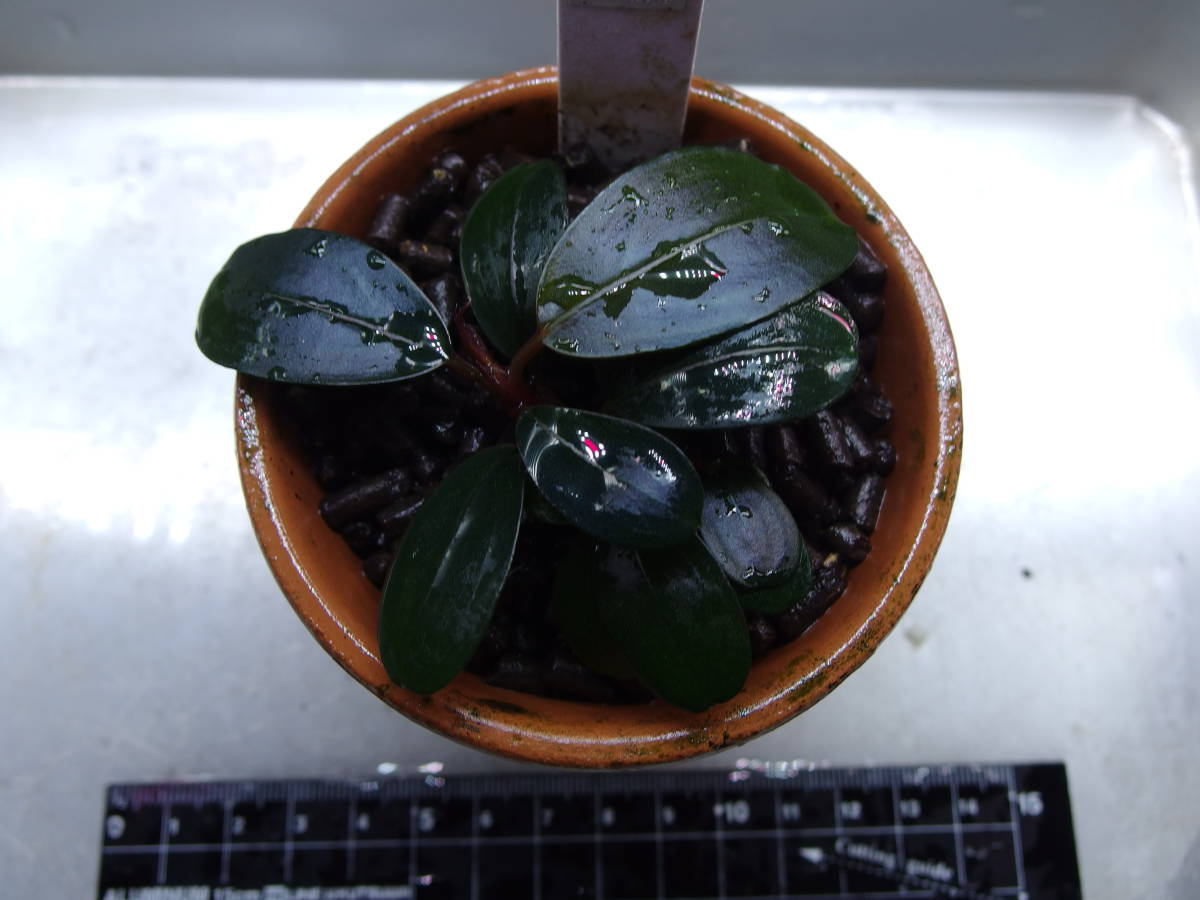 Bucephalandra sp Black Pearl ブセファランドラ・ブラックパール