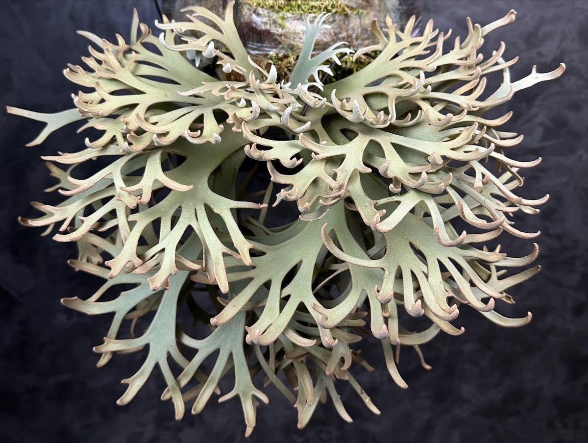 Yahoo!オークション - Platycerium willinckii“Jenny＃1”sporeビカク