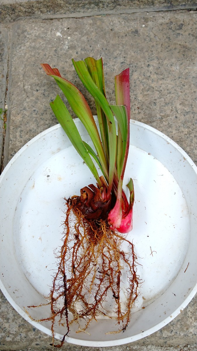 Yahoo!オークション - サラセニア ビッグ ホワイト ②食虫植物 sarrace