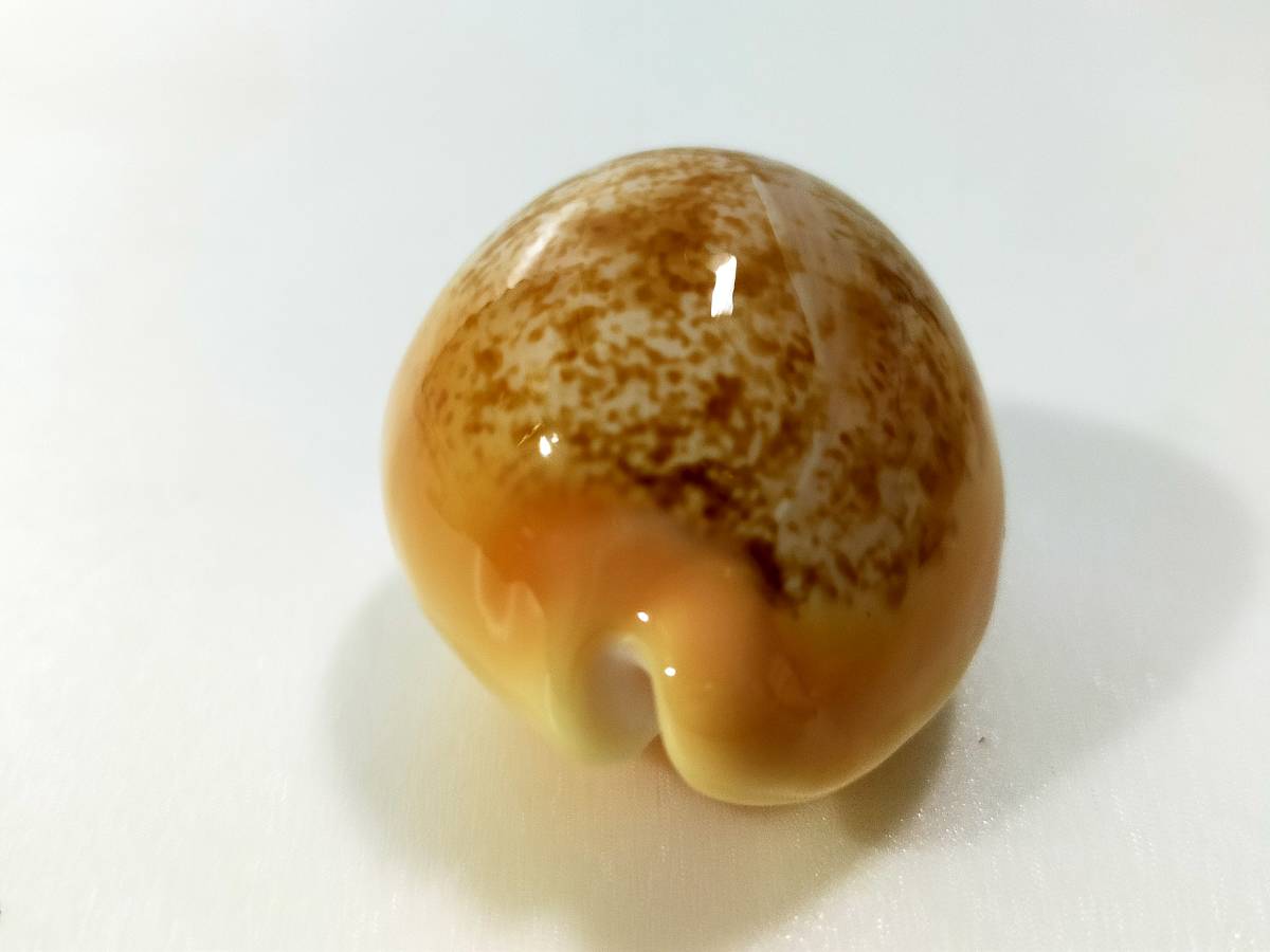 Yahoo!オークション - 貝 標本 ニッポンダカラ ニホンダカラ 6cm 25