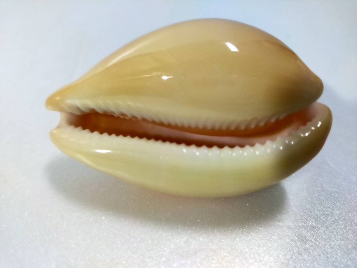 Yahoo!オークション - 貝 標本 ニッポンダカラ ニホンダカラ 6cm 25