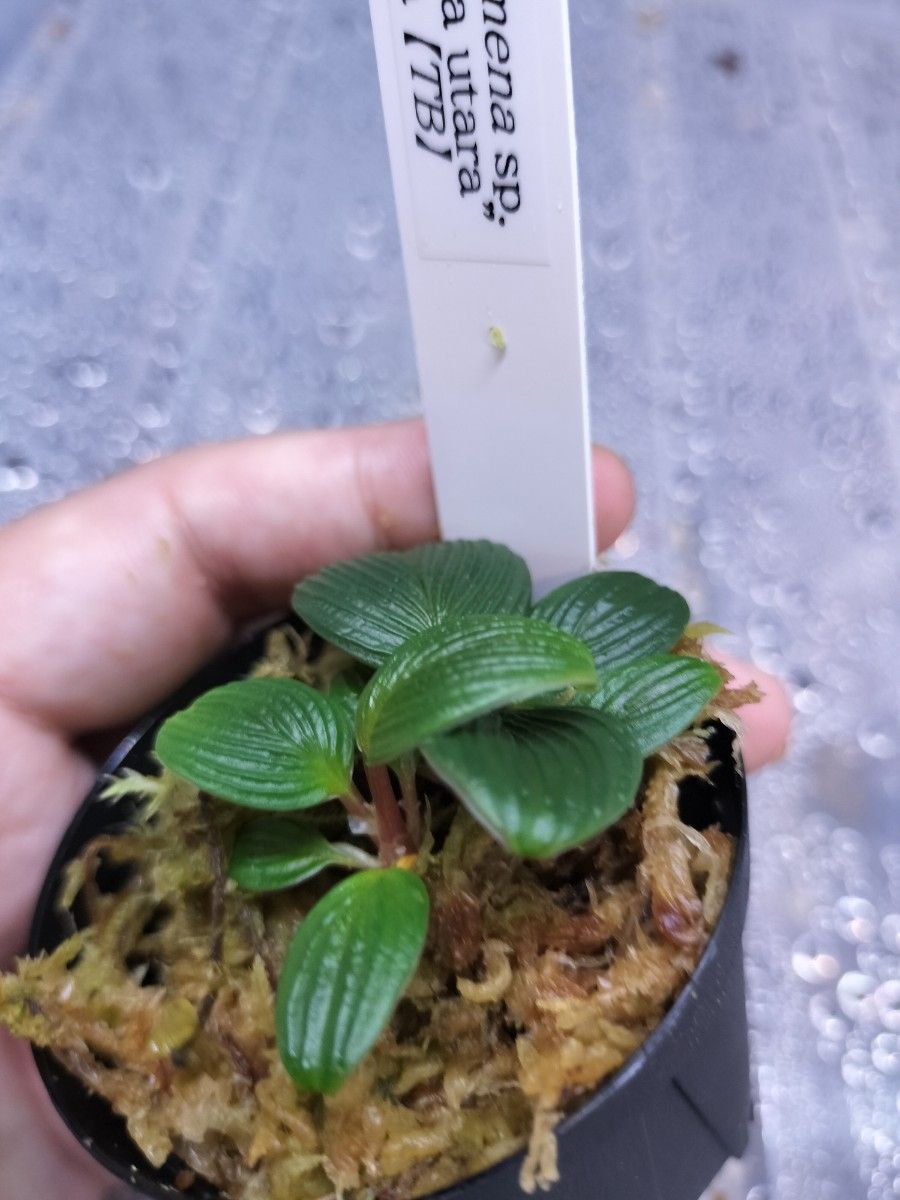 TB便正規タグ付 Homalomena sp ホマロメナ 超蛇腹タイプ｜Yahoo!フリマ