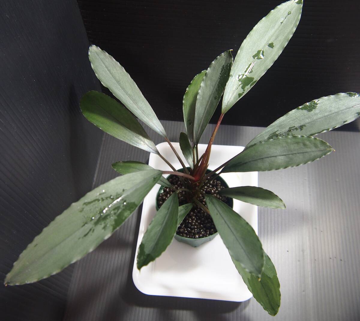 Yahoo!オークション - Bucephalandra sp Deep Purple from Kapuas【AZ0