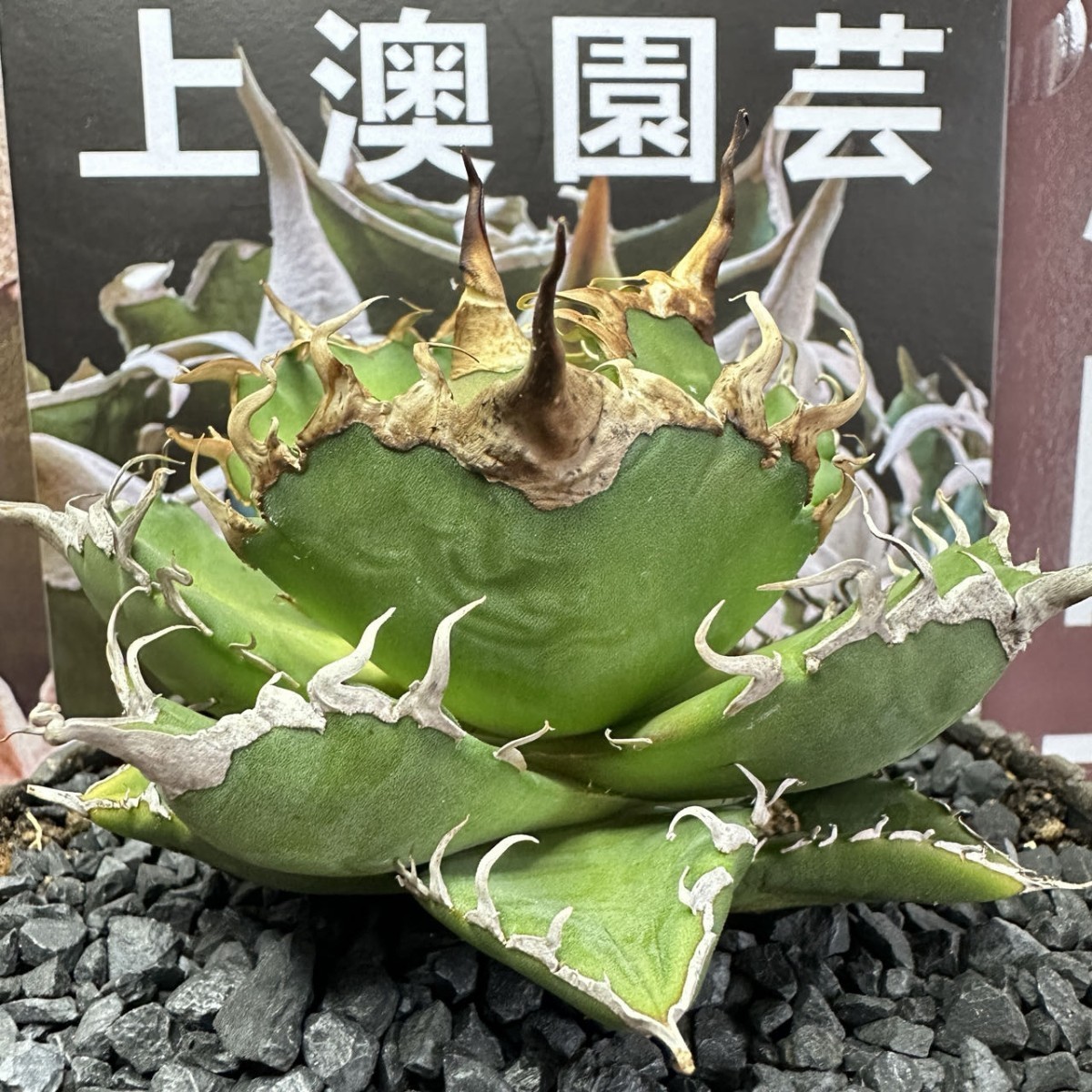 Yahoo!オークション - 251【上澳園芸】 アガベagave チタノタ 蜘蛛 ク