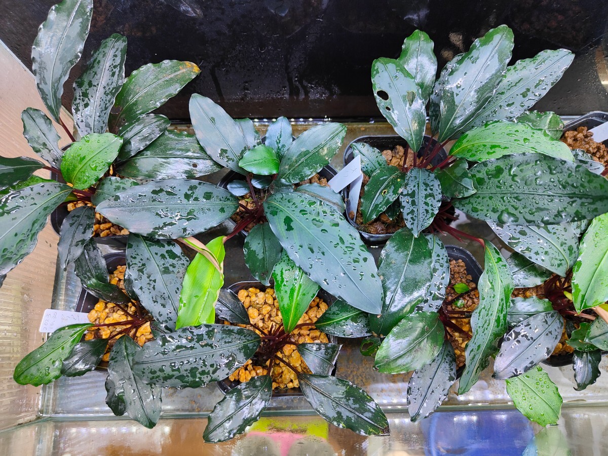 Yahoo!オークション - Bucephalandra cf.Motleyana Serian2010/03カミ
