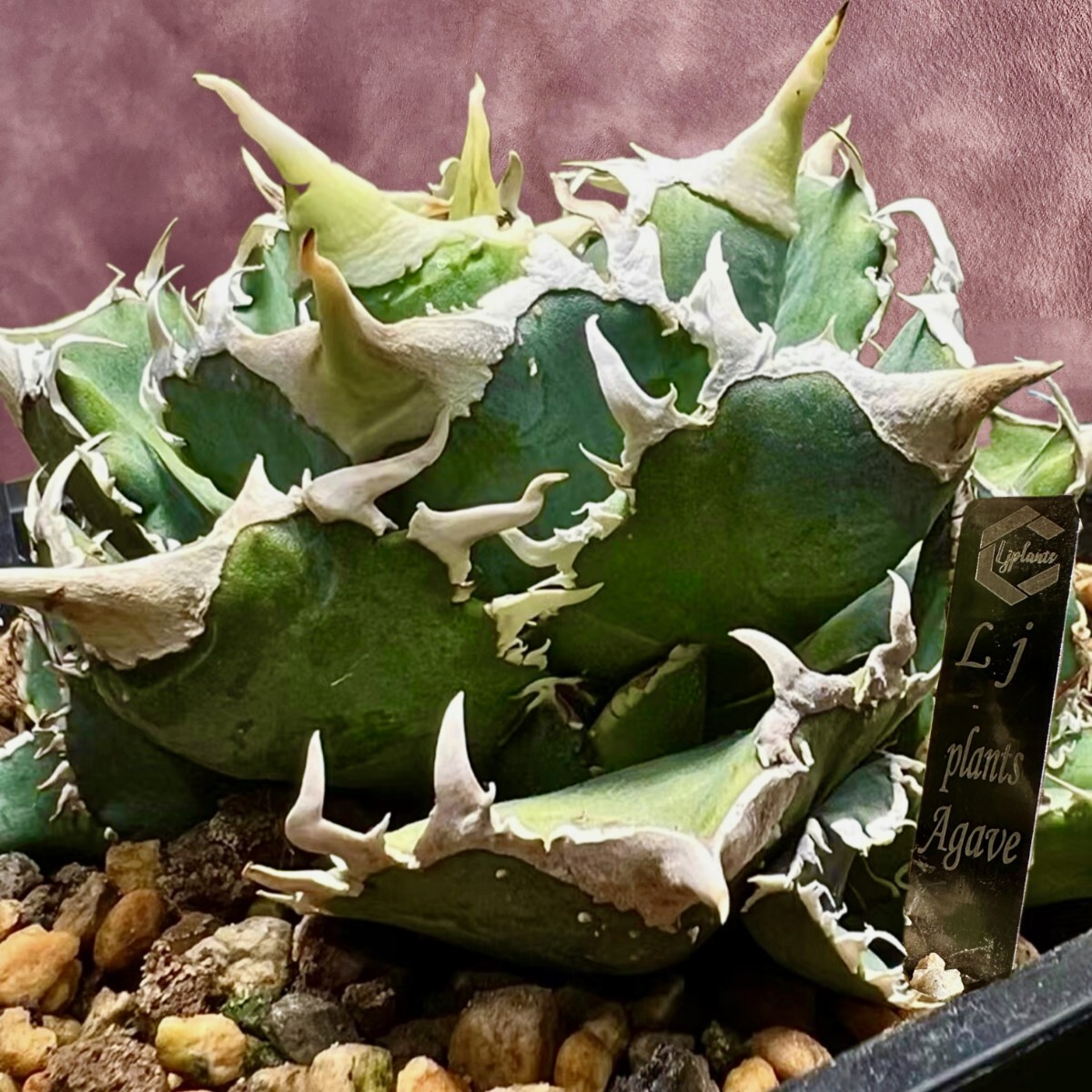 Yahoo!オークション - 【Lj_plants】H80 厳選 アガベ チタノタ 白豪刺