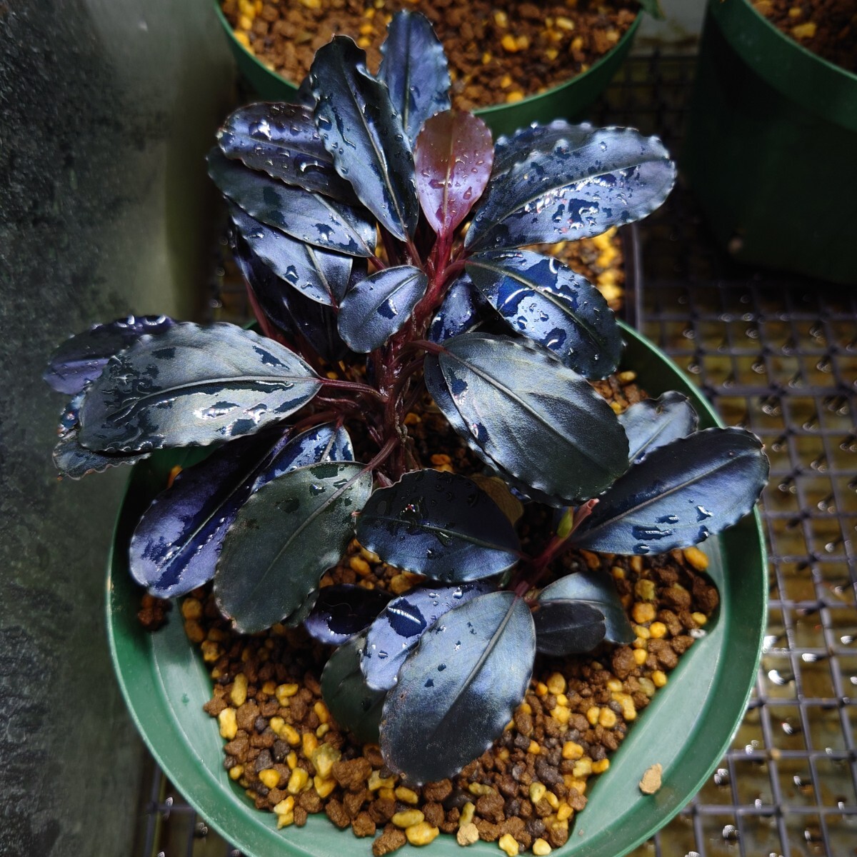 Yahoo!オークション - Bucephalandra sp. Blue Melon ブセファランドラ
