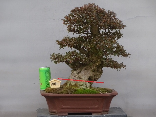 Yahoo!オークション - 【趣味のさつき】古花の人気品種の太物 「如峰山