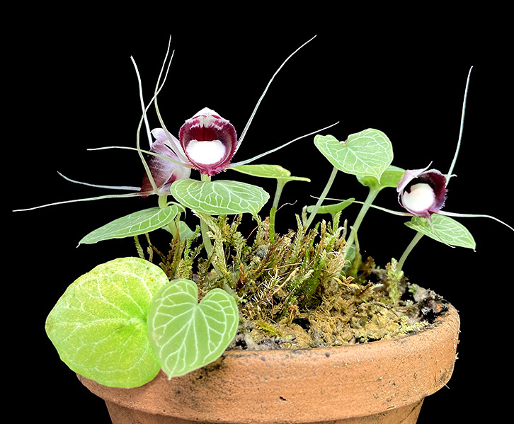 Yahoo!オークション - 洋蘭原種 (708) 人気のコリバス Corybas pictus