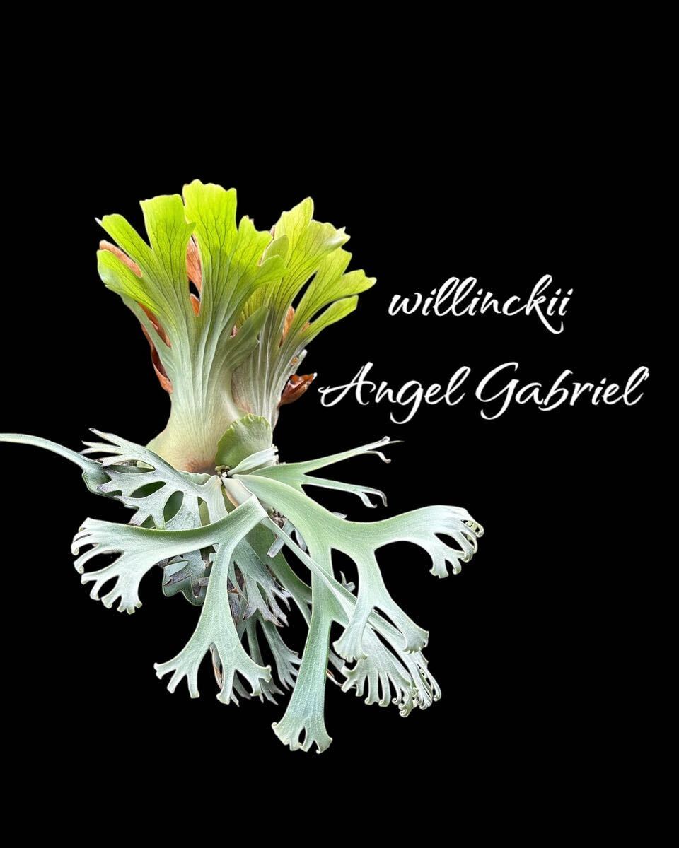 Yahoo!オークション - 徒長気味^^ willinckii Angel Gabriel pup ビカ