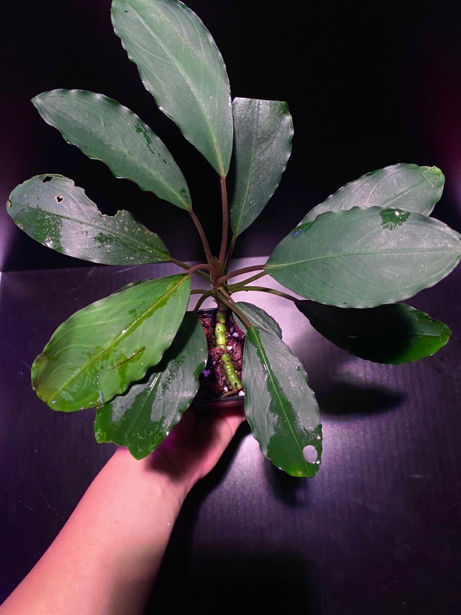 Yahoo!オークション - Bucephalandra sp. Motleyana padawan 水上葉1株