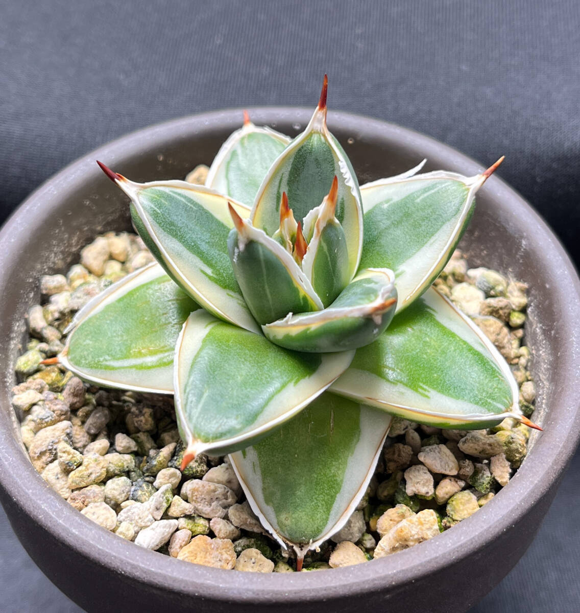 A243 多肉植物 アガベ ピンキー 王妃笹の雪A型双頭大株 白覆輪斑 精選