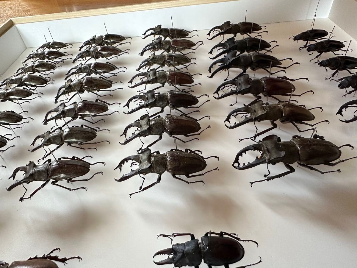 昆虫標本 カブトムシ クワガタ ミヤマクワガタ セット まとめ ドイツ箱