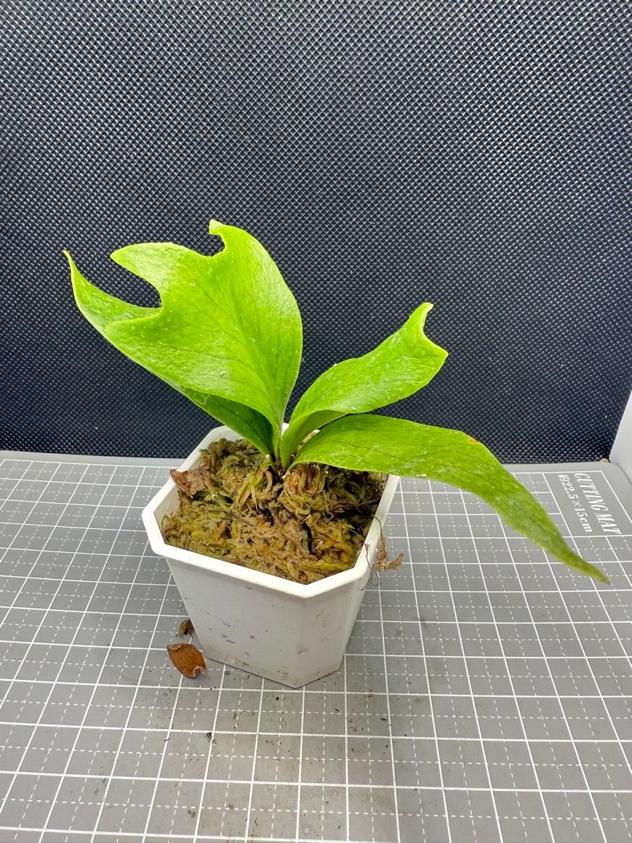 ビカクシダ P 'Flamenco' hillii x coronarium交配種 TC｜Yahoo!フリマ