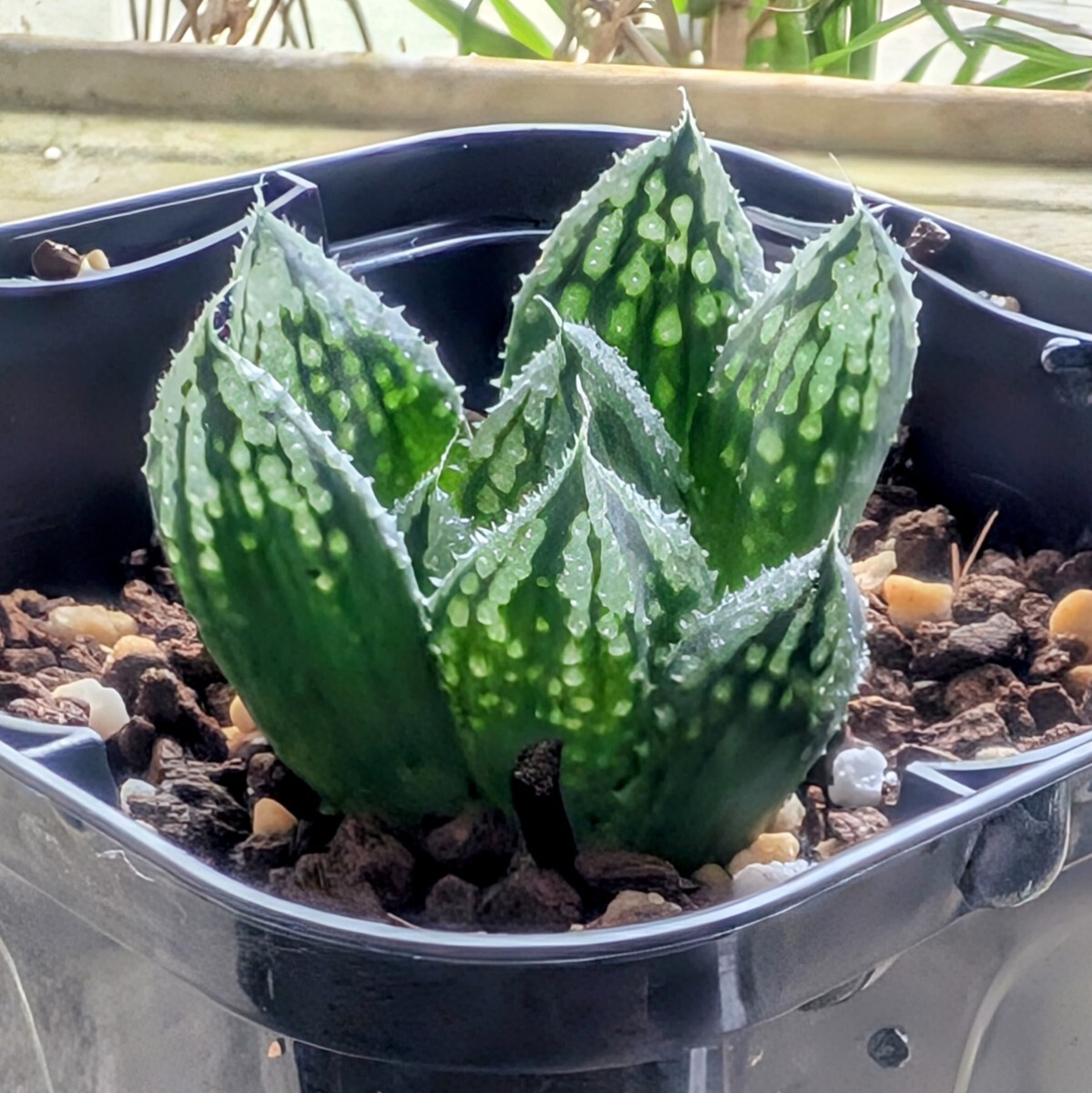 Yahoo!オークション - ハオルチア 闇の森 多肉植物