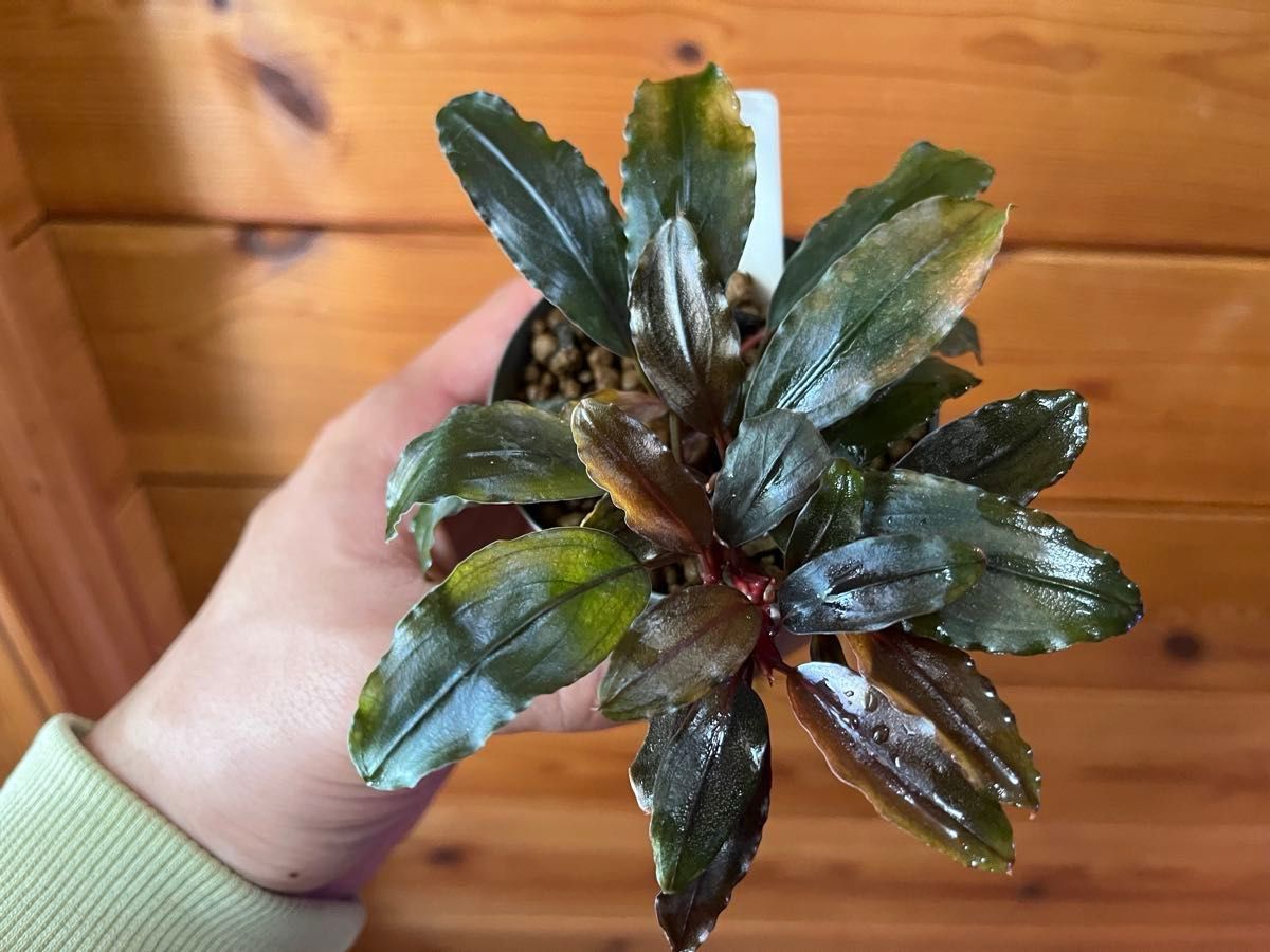 最終値下げ Bucephalandra sp Ghost 2016（水上葉）ブセファランドラ