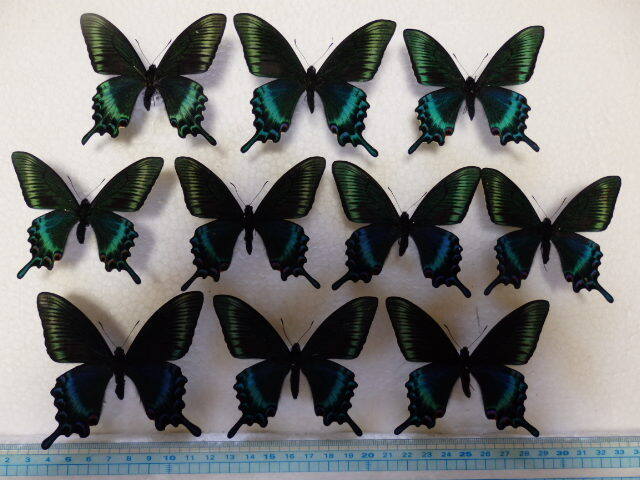 ミヤマカラスアゲハ♂♀標本☆北方領土択捉島産☆ 日本人採集標本