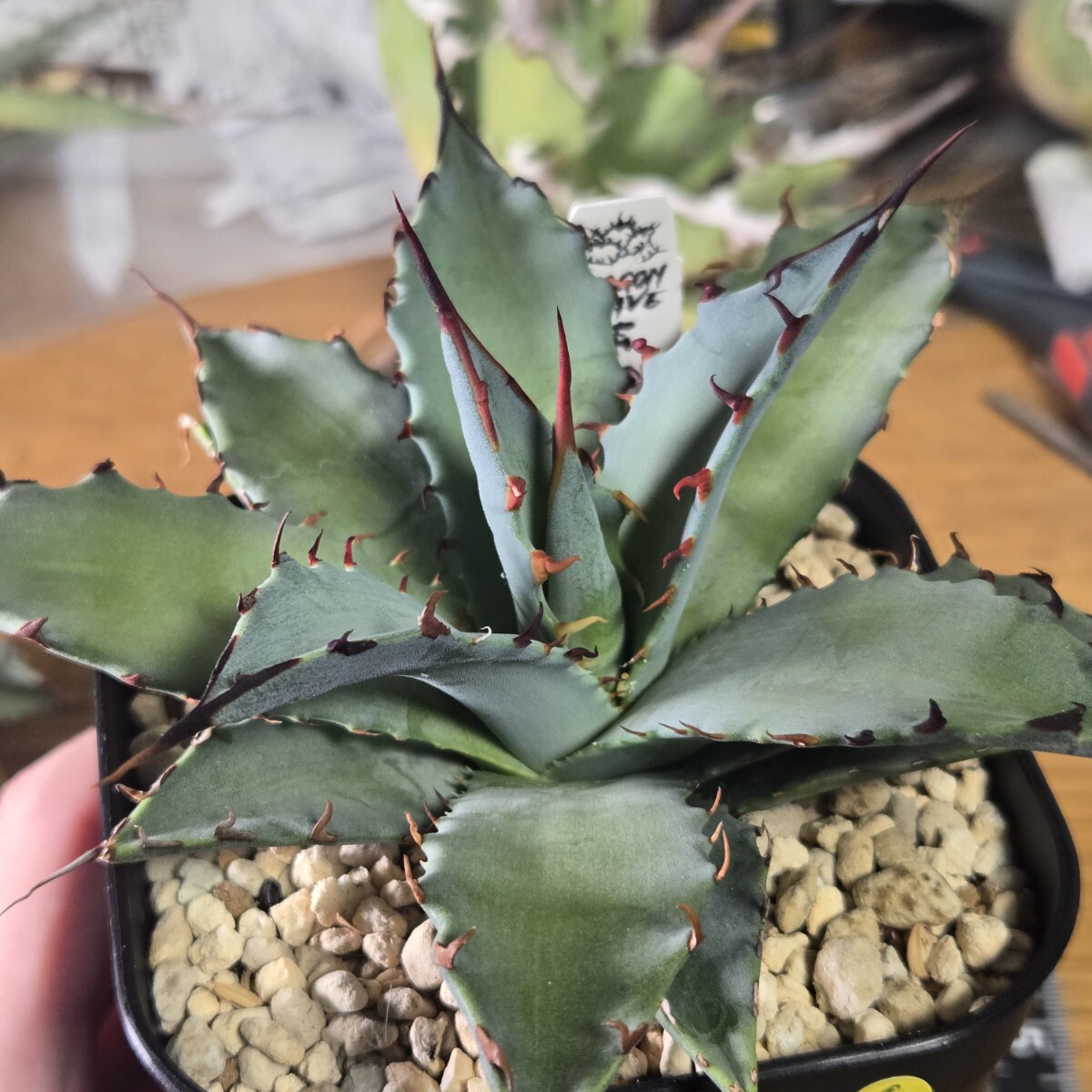 Yahoo!オークション - hybrid 実生【妖炎×武蔵厳龍】1 agave アガベ
