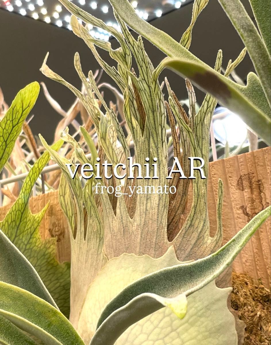 Veitchii Auburn River ベイチー アーバンリバー AR spore ビカクシダ