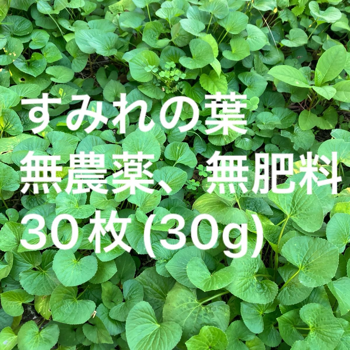 すみれ 葉っぱのみ 綺麗な葉 ツマグロヒョウモン ご飯 蝶々 無農薬