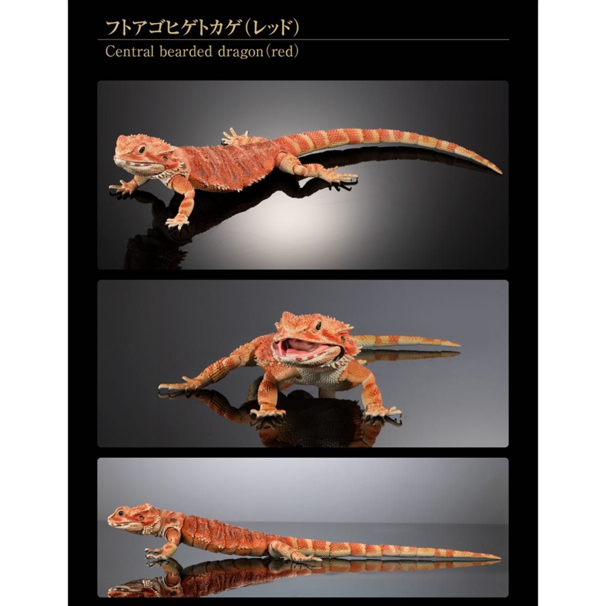 フトアゴヒゲトカゲ（レッド） いきもの大図鑑プレミアム バンダイ